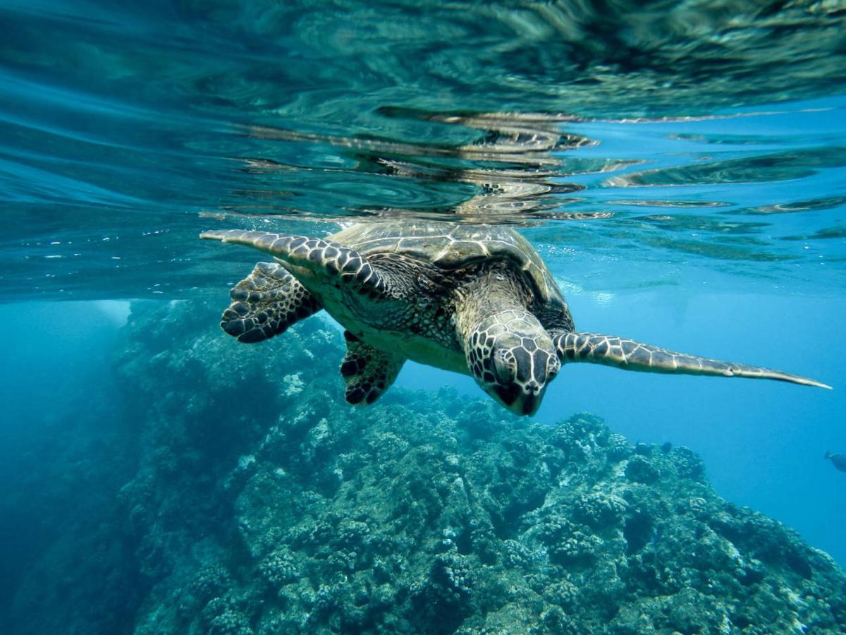 Bounty Lodge Tahiti Arue  Esterno foto